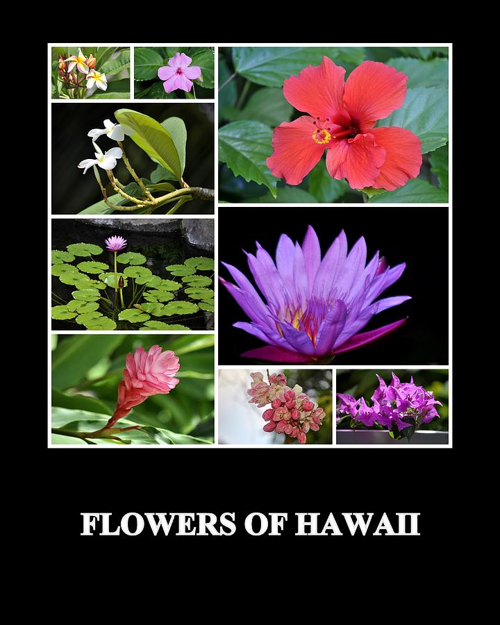 Flowers Of Hawaii Photograph