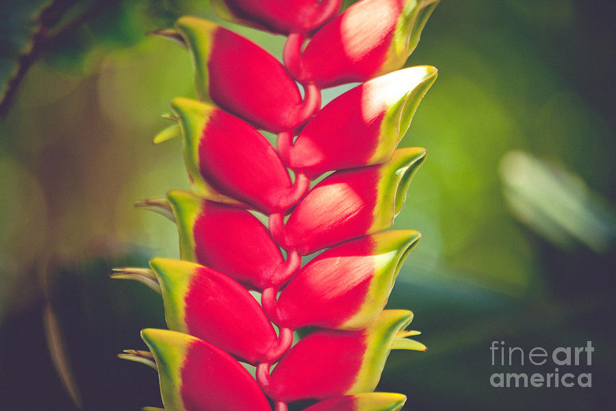 Abstract Photograph - Flowers Of Hawaii Collection - FH020 by Joel Gabrielt