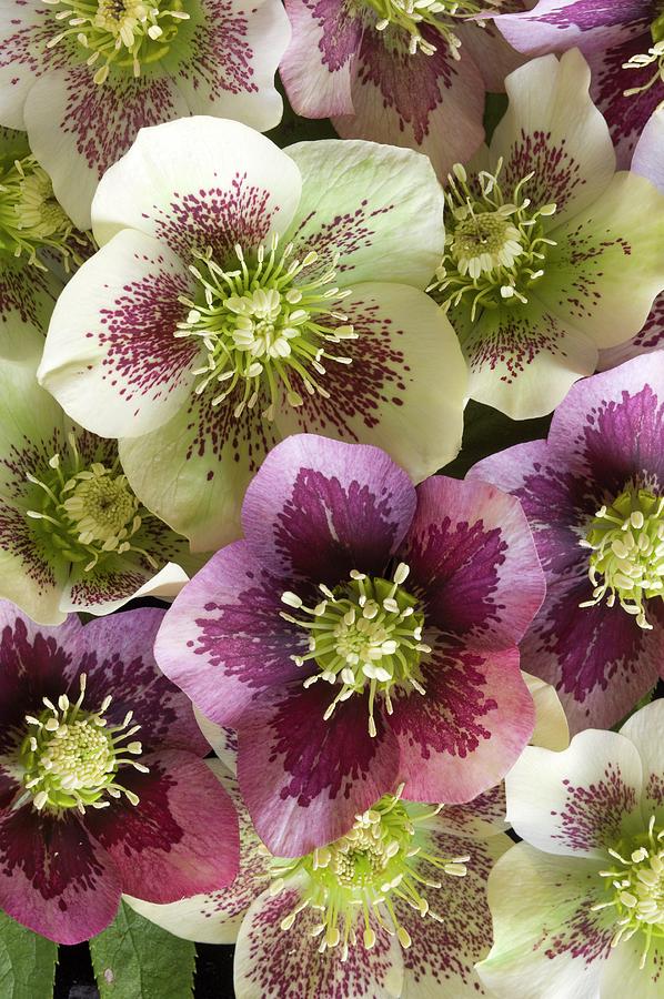 Flowers Of Helleborus X Hybridus Photograph by Dr Jeremy Burgess/science Photo Library