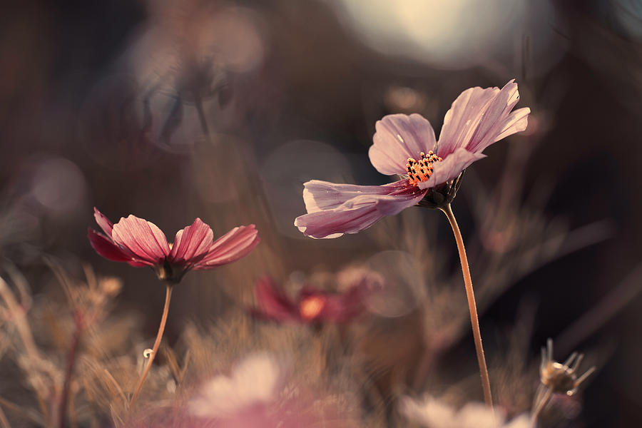 Flower Photograph - Flowers Of Innocence by Fabien Bravin