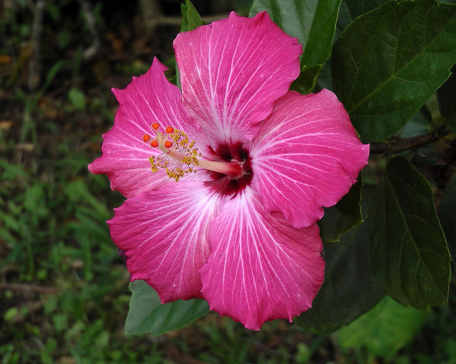 Flowers Of Panama 24 Photograph by Harvey Dalley