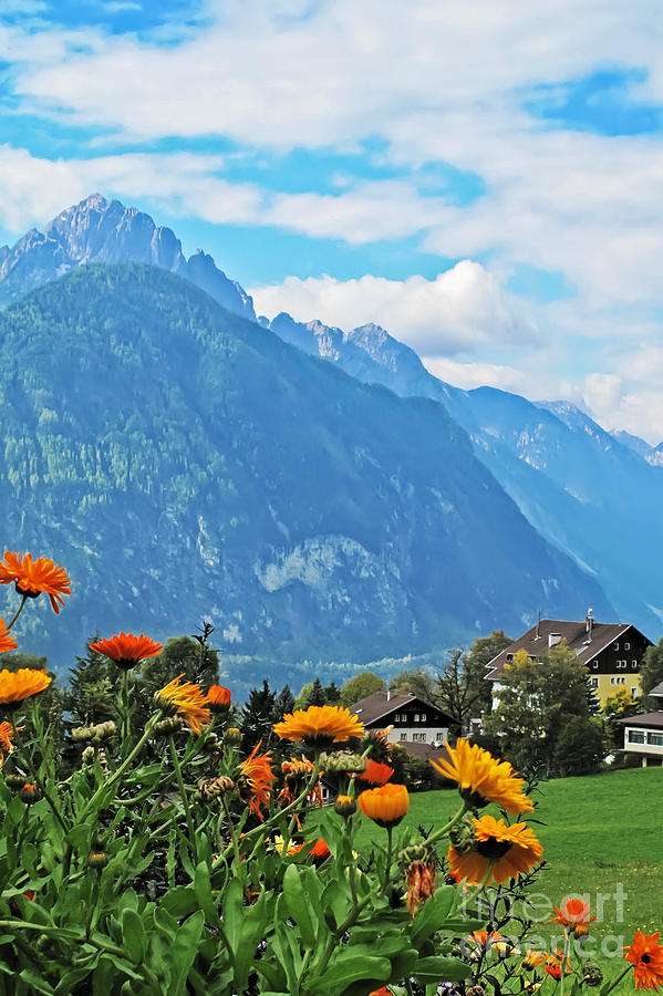 Flowers of the Alps Photograph by Elvis Vaughn