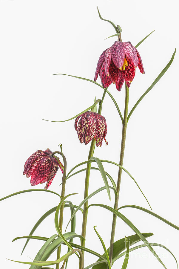 Fritillaria Meleagris flowers Photograph by Patricia Hofmeester