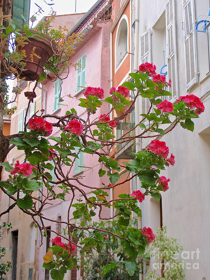 Flowers of Villefranche Photograph by Suzanne Oesterling