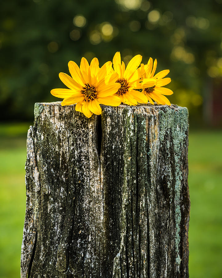 Flowers on a Post Photograph by Ron Pate