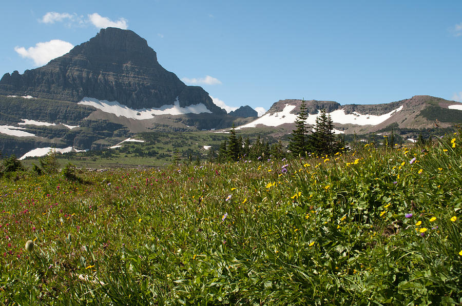 Flowers on Logan Pass Photograph by Bruce Gourley