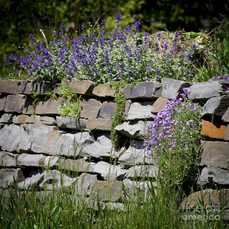 Flowers on Rock Wall Photograph by Brad Marzolf Photography