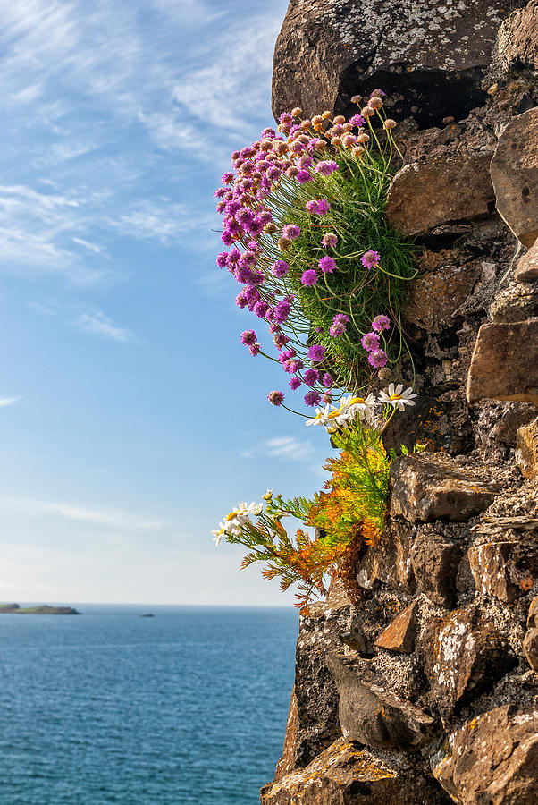Flowers On Stone Walls, Dunluce Castle Photograph by James Steinberg