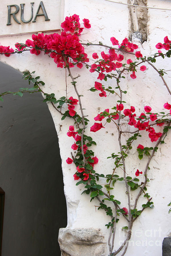 Flowers On Stucco Wall Photograph by Holly C. Freeman