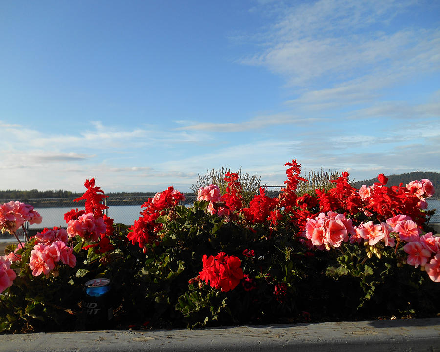Flowers on the Bay Photograph by Christine Lathrop