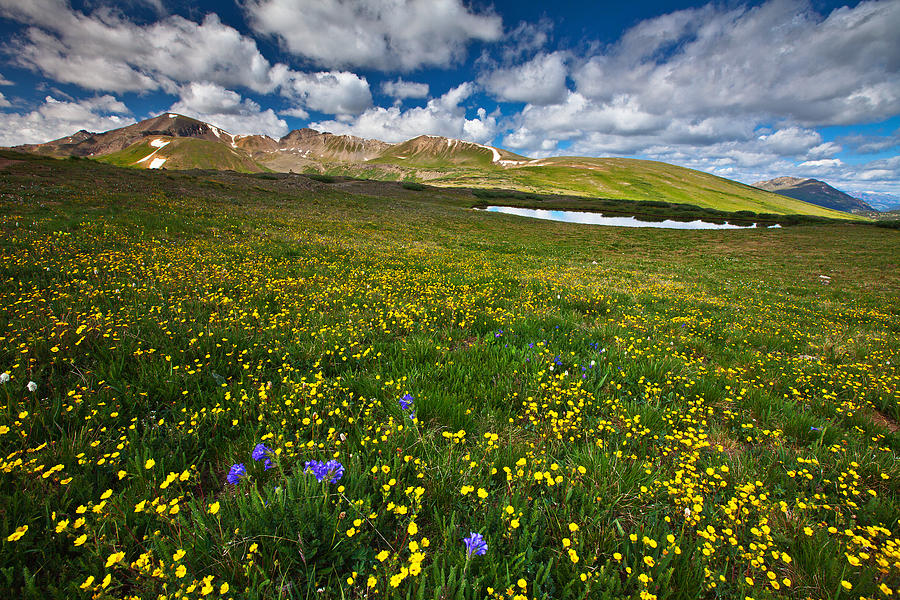 Flowers on the Divide Photograph by Darren White