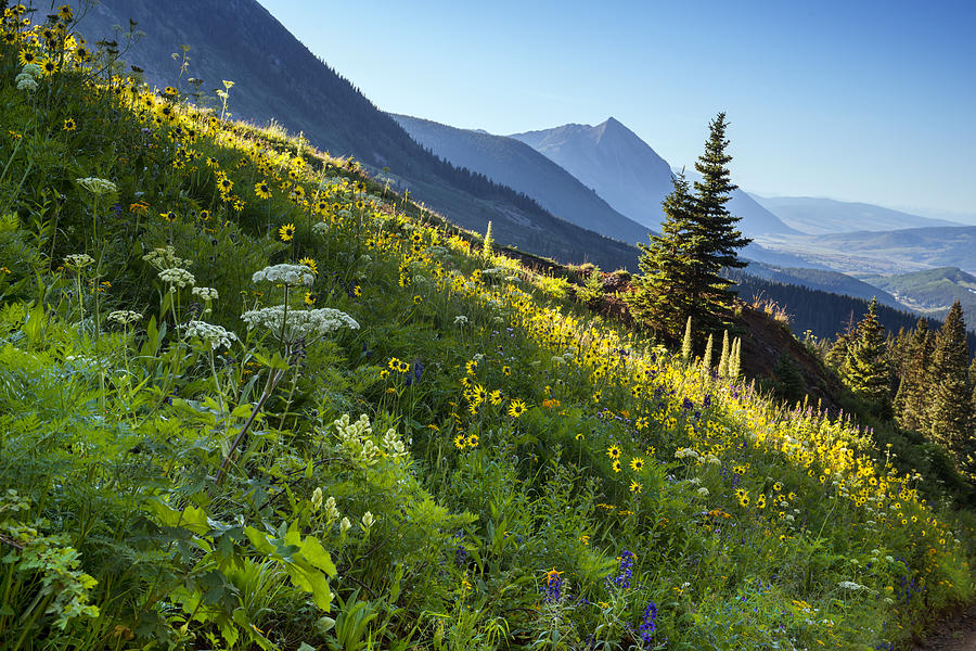 Flowers On The Mountain Photograph by Tim Reaves