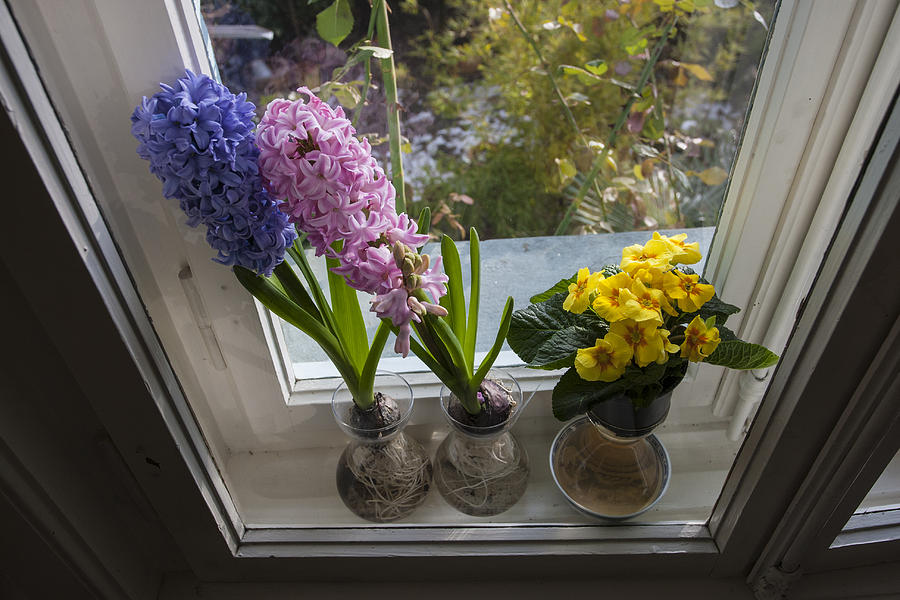 Flowers on Windowsill Photograph by Sonny Marcyan