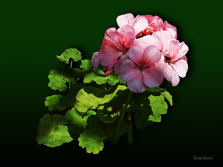 Flower Photograph - Flowers - Pale Pink Geranium by Susan Savad