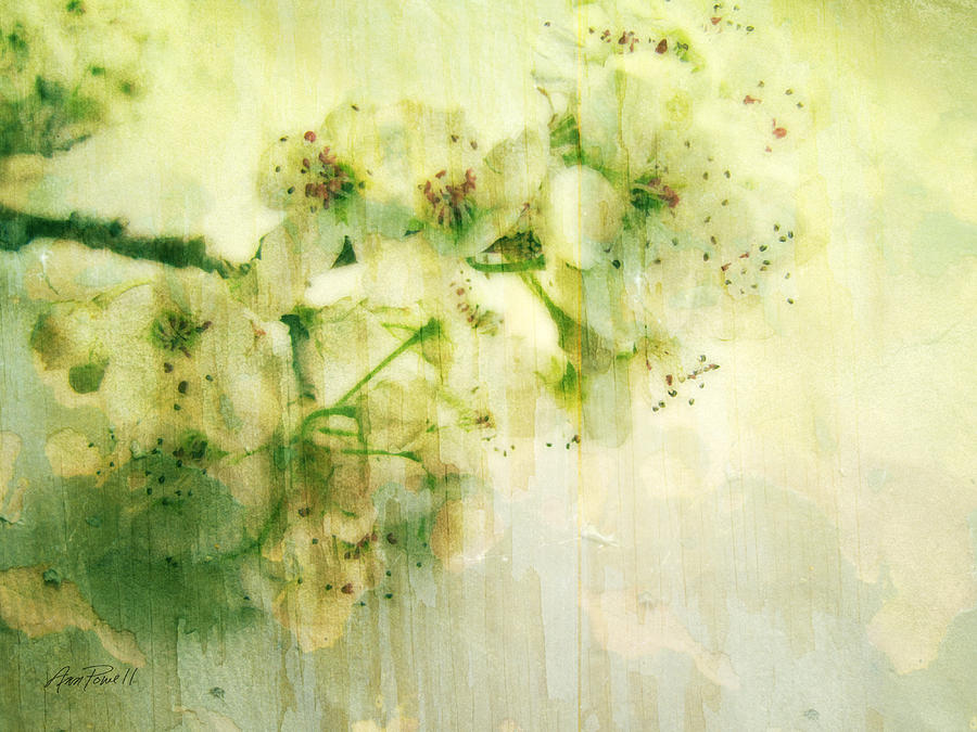 Flower Mixed Media - Flowers Pear Blossoms Springtime Joy by Ann Powell