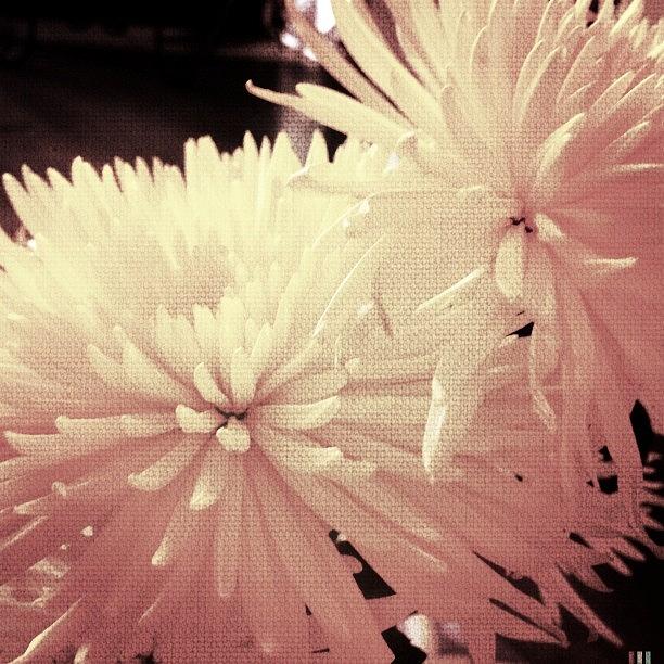 Flower Photograph - #flowers #petals #vintique #instagram by Greta Olivas