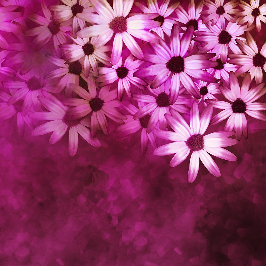 Flowers Pink on Pink Digital Art by Ann Powell