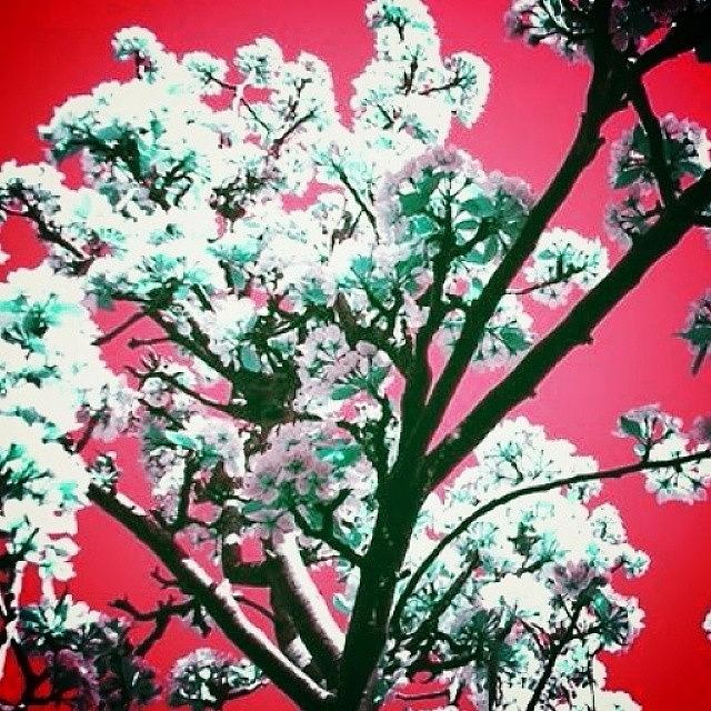 Summer Photograph - #flowers #plants #tree #red #edit by Candy Floss Happy