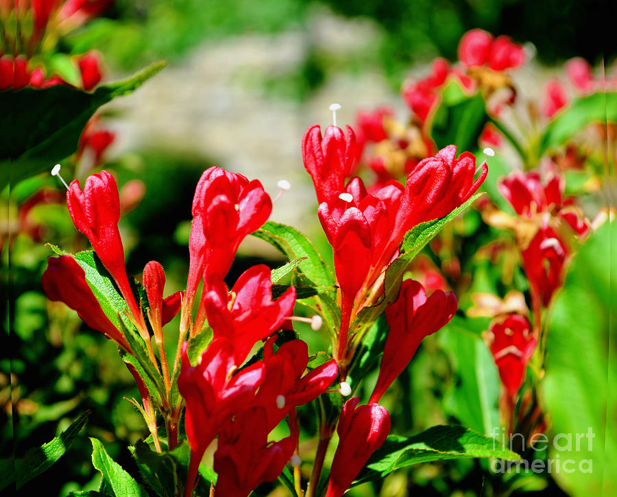 Flowers -  Red Beauties - Luther Fine Art Photograph by Luther Fine Art