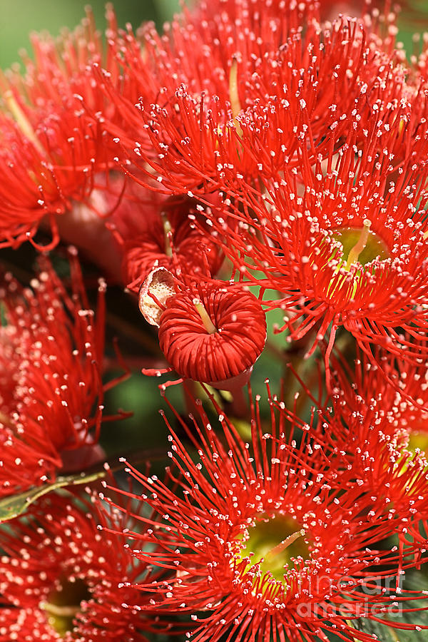 Nature Photograph - Flowers-red Eucalyptus-australian Native Flora by Joy Watson