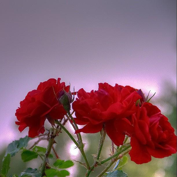 Summer Photograph - #flowers #roses #garden #hdr #summer by Chad Schwartzenberger