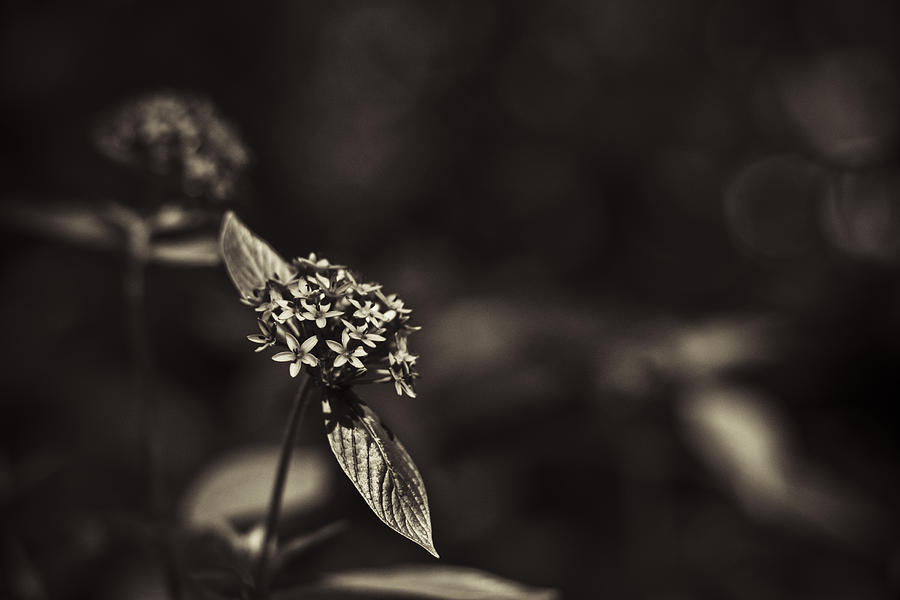 Flowers Sepia Photograph by Bradley R Youngberg