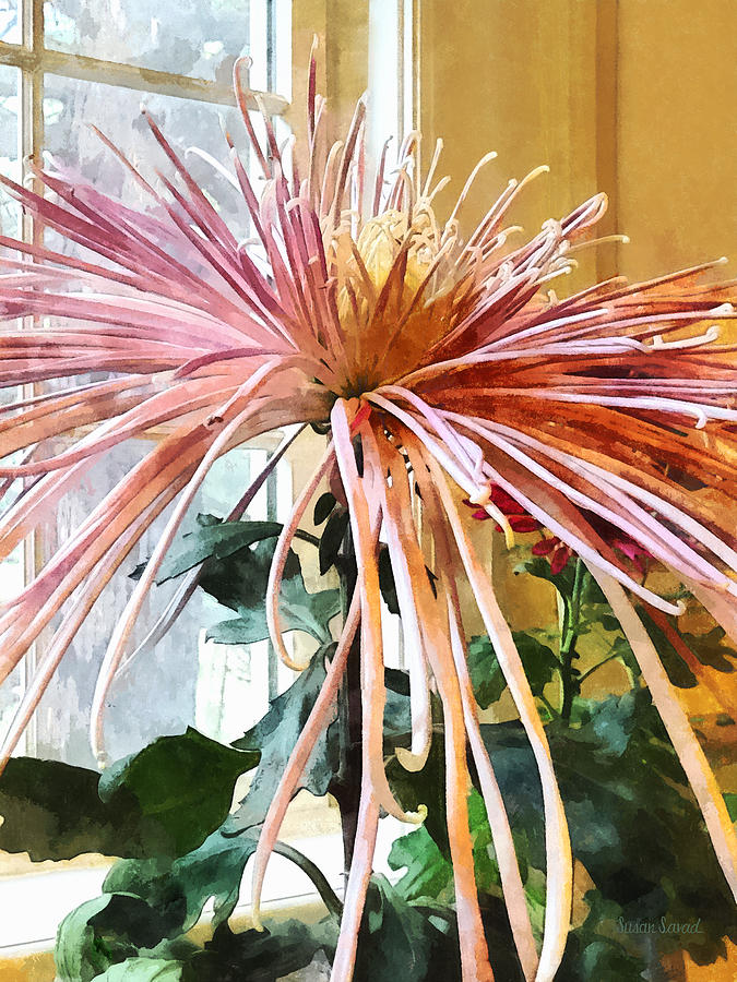 Flower Photograph - Flowers - Spider Mum Pink Splendor by Susan Savad