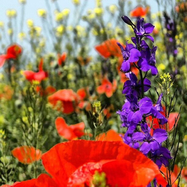 Nature Photograph - Flowers #tagsta #flower #bestsnaps by Vaivoda Vlad