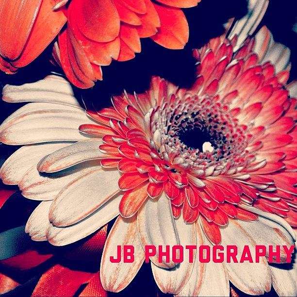 Nature Photograph - Flowers #tagstagram.app #flower by Jamie Brown