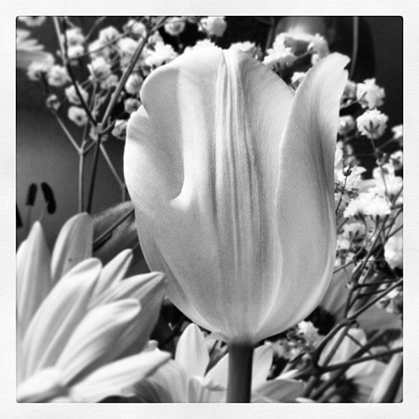 Flower Photograph - #flowers #tulip #blackandwhite #b&w by Greta Olivas