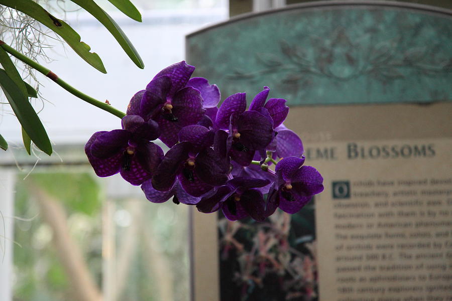 Garden Photograph - Flowers - US Botanic Garden - 011315 by DC Photographer