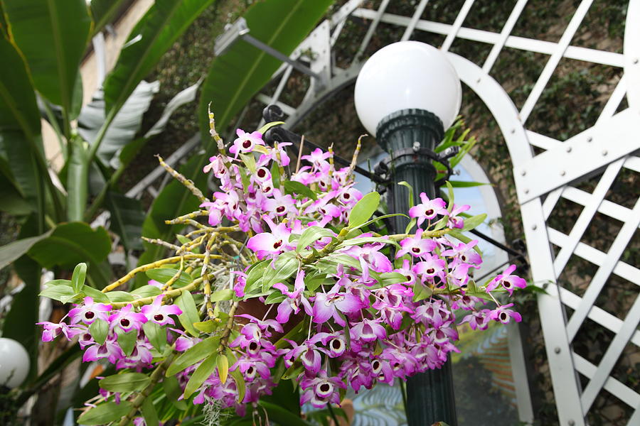 Garden Photograph - Flowers - US Botanic Garden - 01137 by DC Photographer