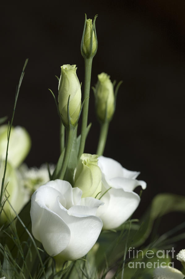 White flowers. #2 Photograph by Vanessa D -