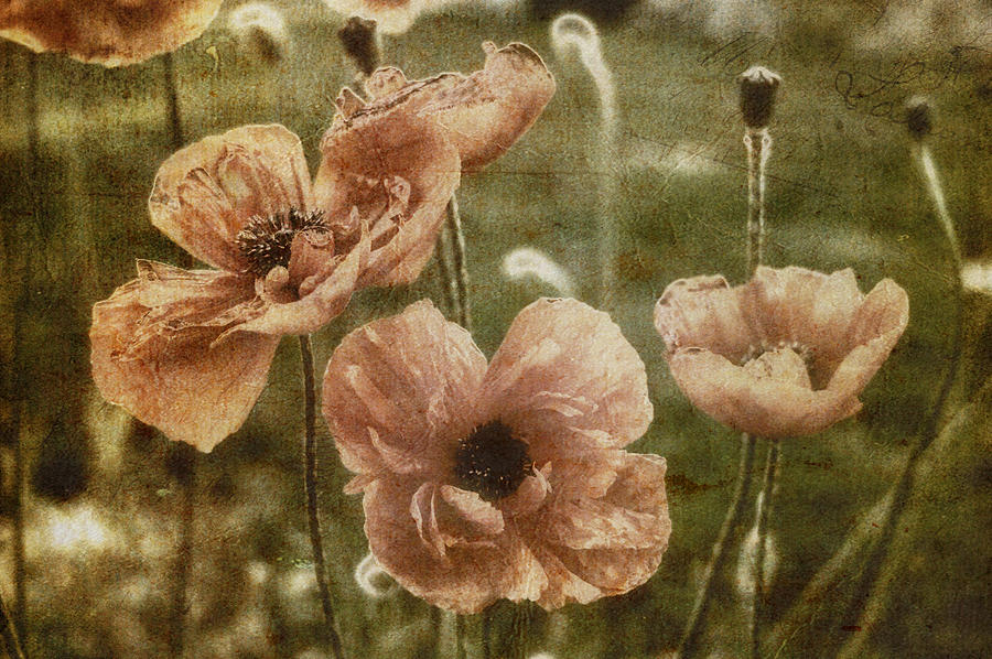 Flowers - Vintage Poppies Photograph by Joann Vitali