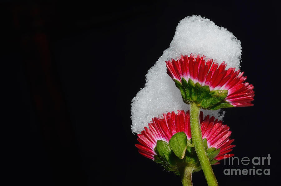Flowers with snow Photograph by Mats Silvan