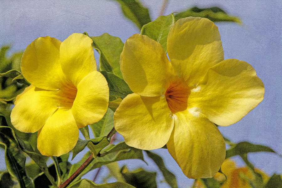 Flowers - Yellow Allamanda Photograph by HH Photography of Florida