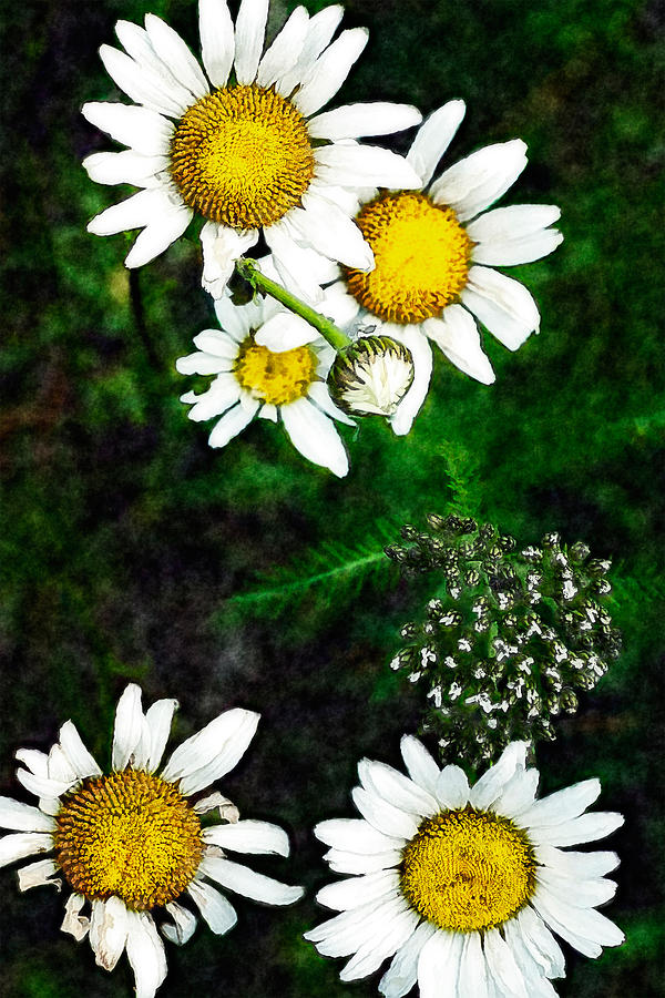 Flowers - Yellow and White - Blue Ridge III Photograph by Dan Carmichael