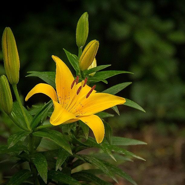 Summer Photograph - #flowers #yellow #garden #landscape by Chad Schwartzenberger