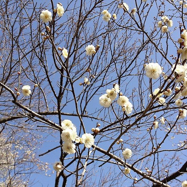 Spring Photograph - #flower#梅#spring by Tokyo Sanpopo