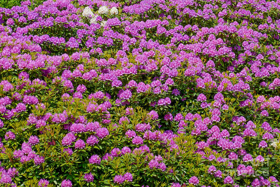 Flowerwall Rhododendron Photograph by Lutz Baar