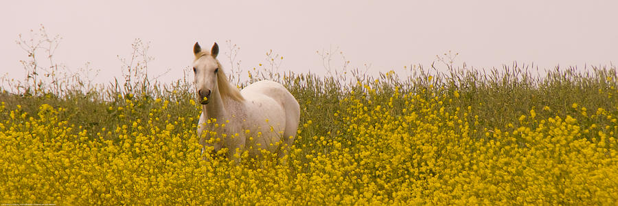 Horse Photograph - Flowery Horse Field by Sally Linden