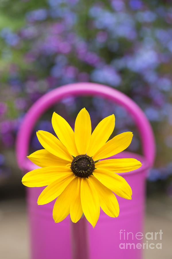 Flower Photograph - Flowery watering can by Tim Gainey