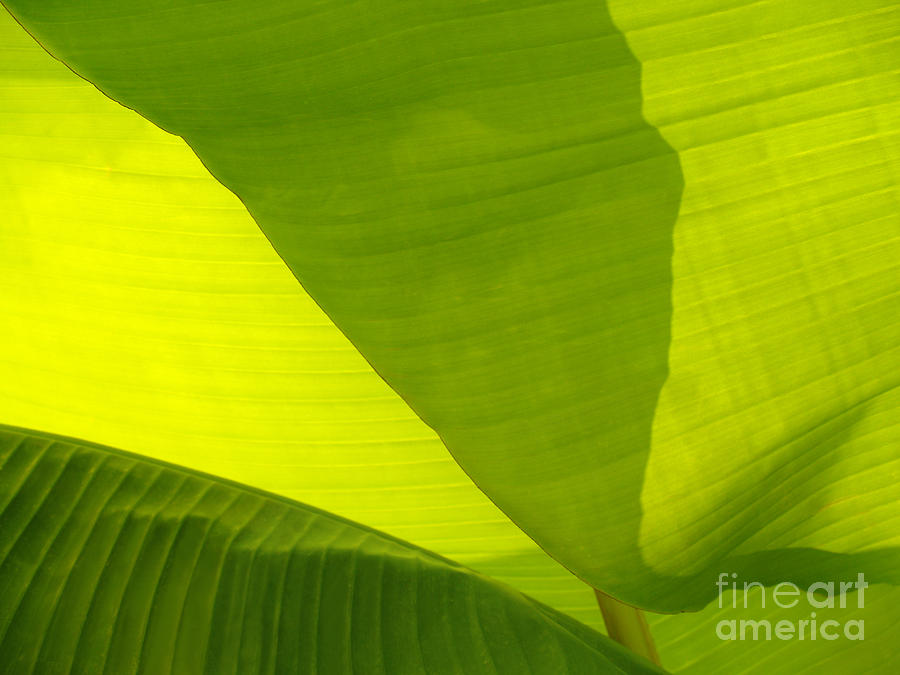 Flowing Banana Leaf Photograph by Anna Lisa Yoder
