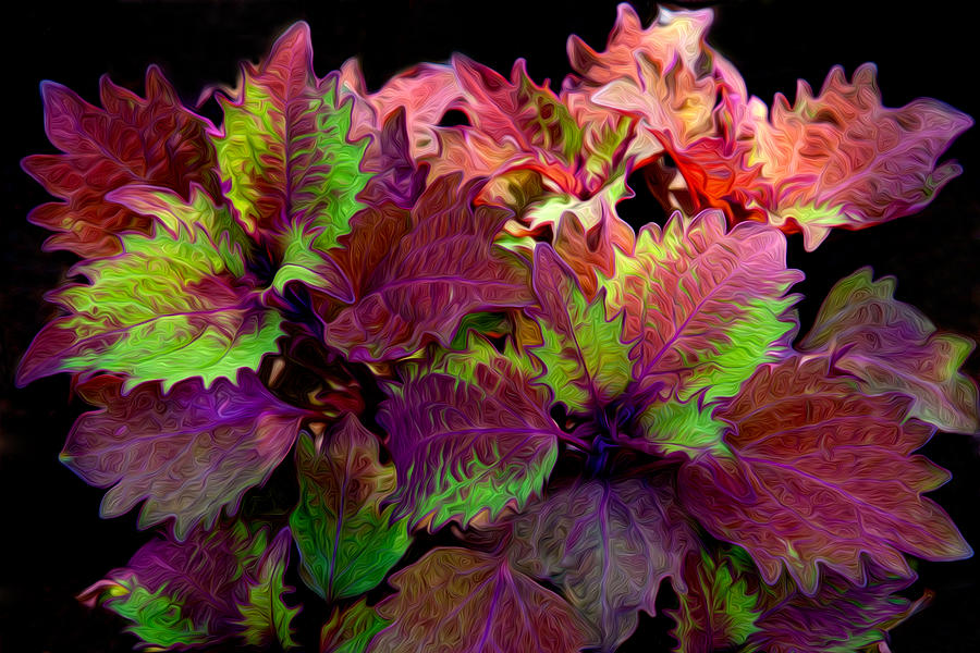 Flowing Colour Digital Art by Phil Dyer