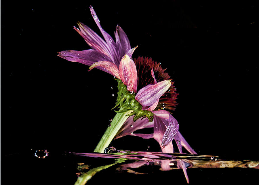Flowing flower 2 Photograph by John Crothers