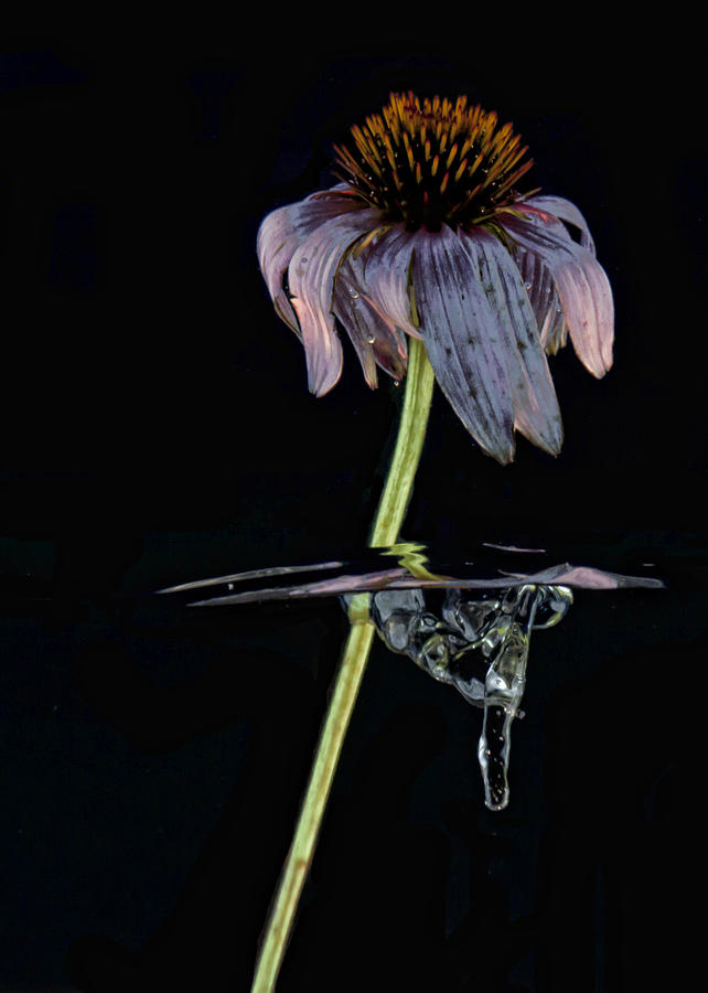 Flowing Flower 3 Photograph by John Crothers