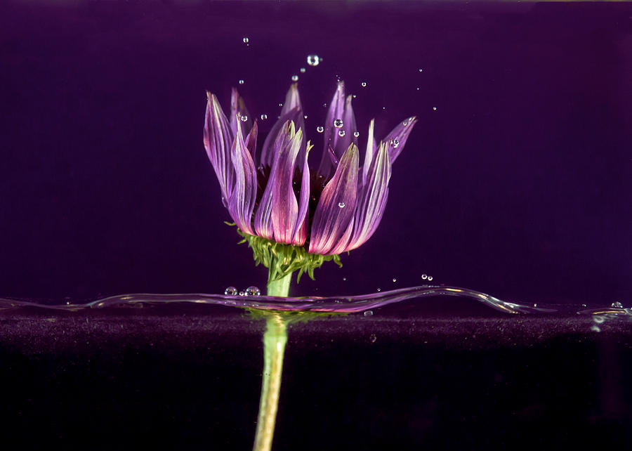 Flowing Flower 4 Photograph by John Crothers
