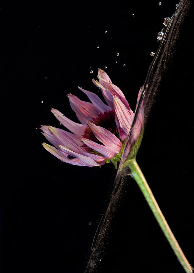 Flowing Flower 5 Photograph by John Crothers