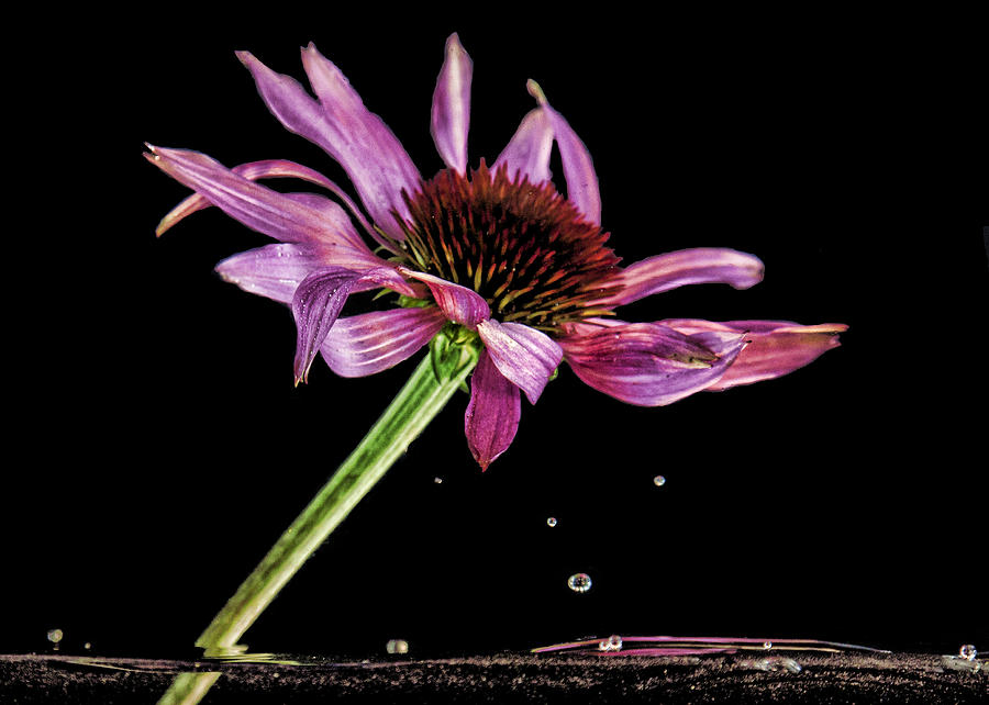 Flowing Flower 6 Photograph by John Crothers