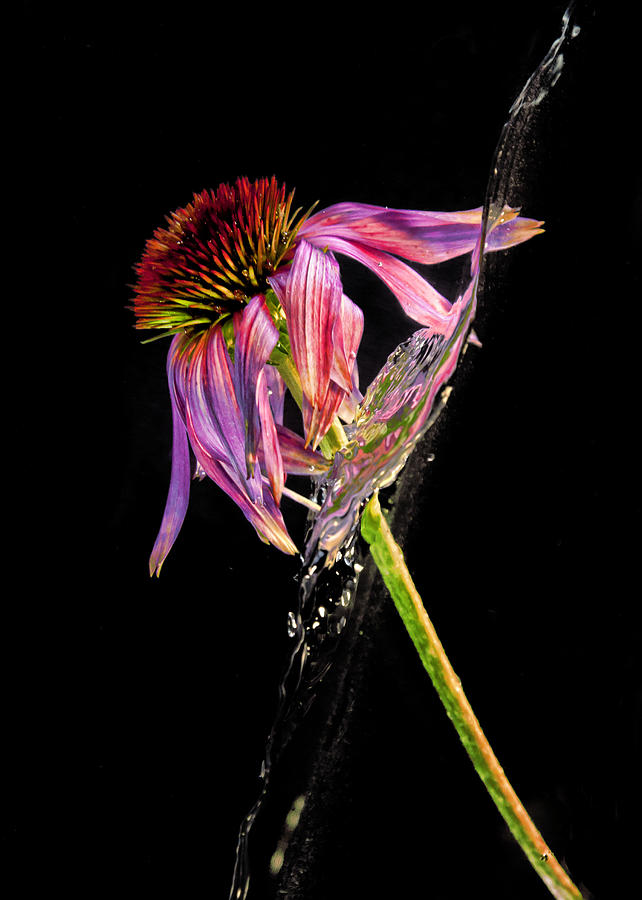 Flowing Flower 9 Photograph by John Crothers